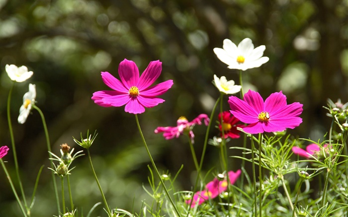 Cosmos rosa e branco bipinnatus flores Papéis de Parede, imagem
