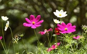Cosmos rosa e branco bipinnatus flores HD Papéis de Parede