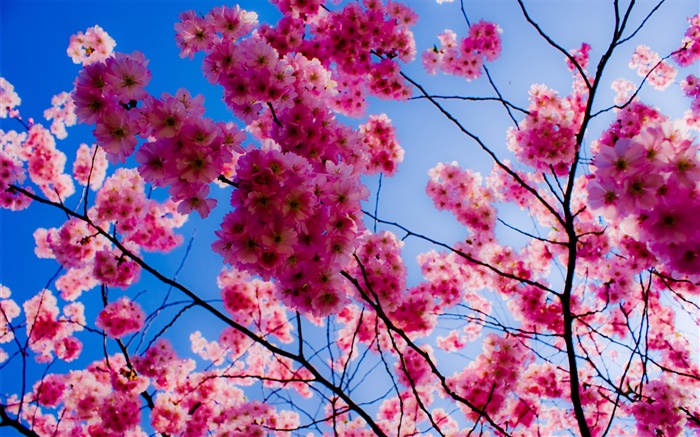 Flores de cerejeira cor-de- Papéis de Parede, imagem