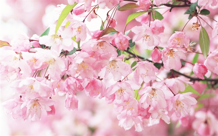 Flores de cerejeira cor de rosa, embaçada Papéis de Parede, imagem