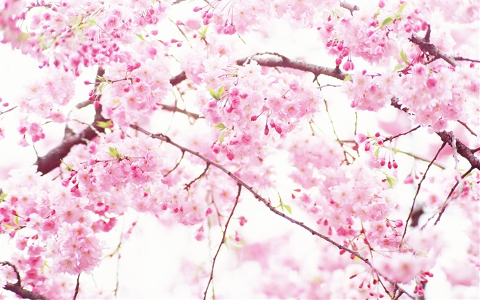 Flores de cerejeira cor de rosa, árvore, primavera Papéis de Parede, imagem