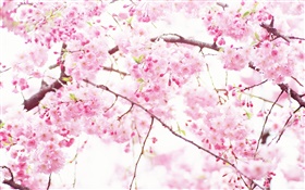 Flores de cerejeira cor de rosa, árvore, primavera