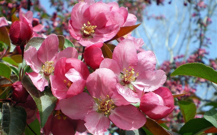 Flores cor de rosa no jardim Papéis de Parede, imagem