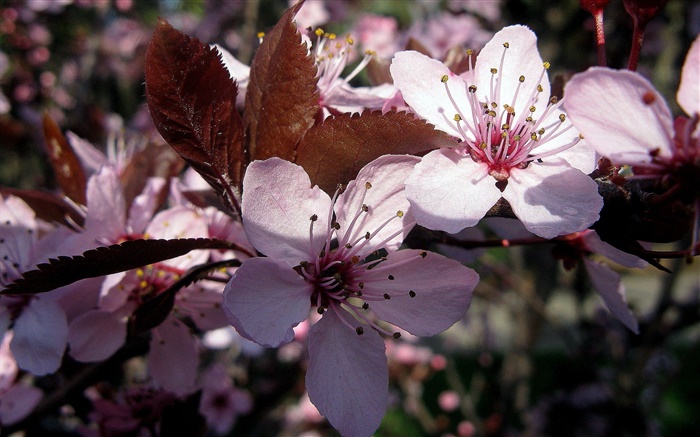 Flores de ameixa-de-rosa close-up Papéis de Parede, imagem