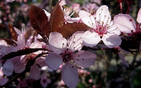 Flores de ameixa-de-rosa close-up HD Papéis de Parede