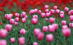 Campo de flores tulipa Rosa