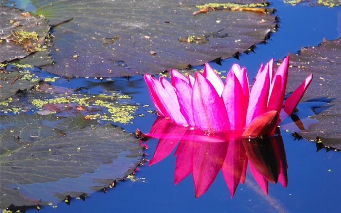 Rosa flor de lírio de água, lagoa Papéis de Parede, imagem