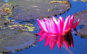 Rosa flor de lírio de água, lagoa