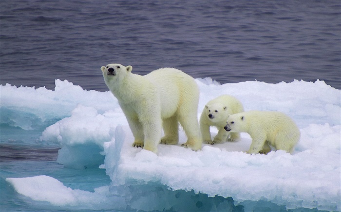 Urso polar e filhotes, gelo, frio Papéis de Parede, imagem