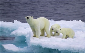 Urso polar e filhotes, gelo, frio HD Papéis de Parede
