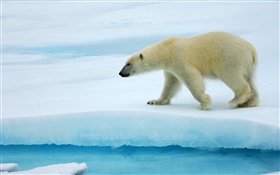 Urso polar de passeio no gelo HD Papéis de Parede