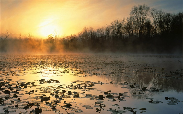 Lagoa, árvores, névoa, nascer do sol Papéis de Parede, imagem