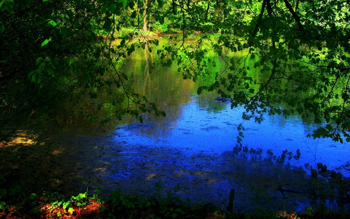Lagoa, árvores, raios de sol Papéis de Parede, imagem