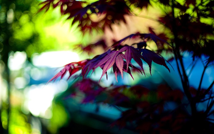 Folhas de bordo roxo, bokeh, outono Papéis de Parede, imagem