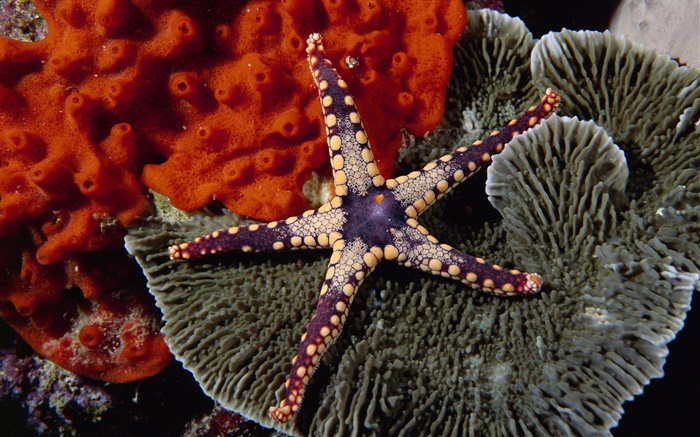 estrela do mar roxa Papéis de Parede, imagem