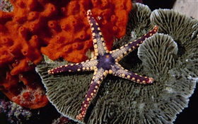 estrela do mar roxa HD Papéis de Parede