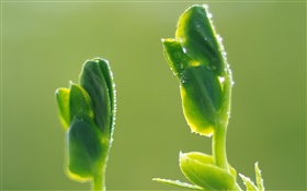Chuva sementes em germinação HD Papéis de Parede