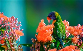 Arco-íris néctar alimentação lorikeet