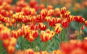 As cores vermelhas e pétalas, flores tulipa HD Papéis de Parede