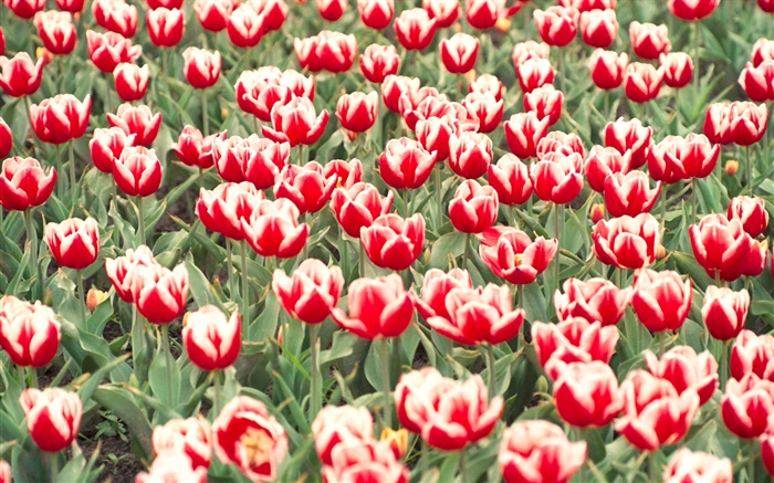 Tulipas vermelhas e brancas flores Papéis de Parede, imagem