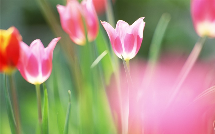 Flores vermelhas, tulipas, borrão Papéis de Parede, imagem