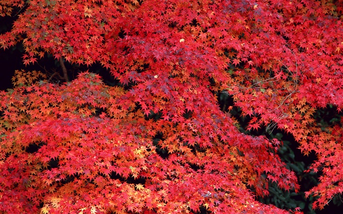Folhas vermelhas, outono Papéis de Parede, imagem