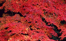 Folhas vermelhas, outono HD Papéis de Parede