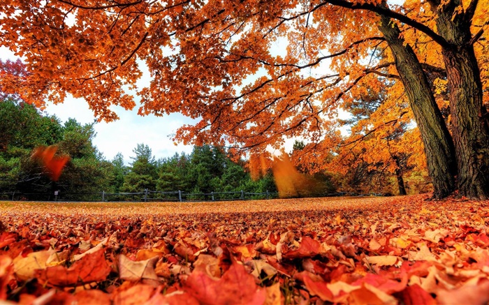Folhas vermelhas caindo para a terra, árvores, outono Papéis de Parede, imagem