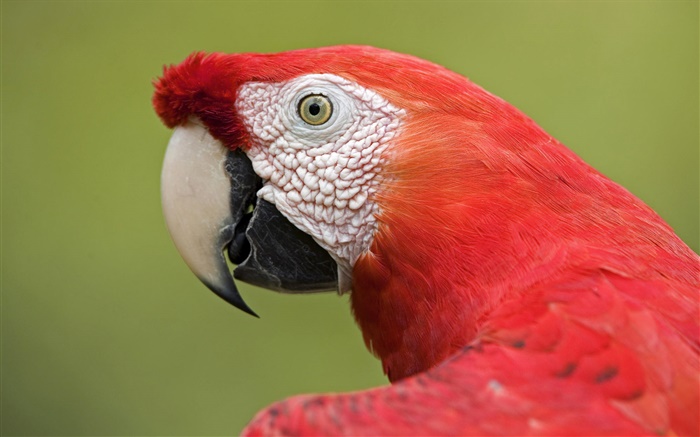 Arara vermelha close-up Papéis de Parede, imagem