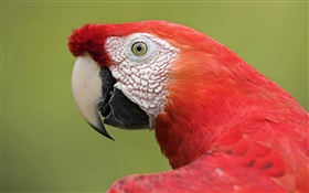 Arara vermelha close-up