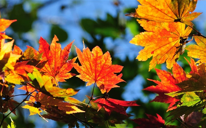 Folhas de bordo vermelhas, bokeh, outono Papéis de Parede, imagem
