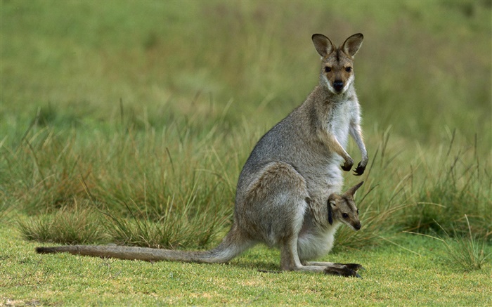 Wallaby de pescoço vermelho, mãe com o bebê, Austrália Papéis de Parede, imagem