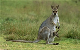 Wallaby de pescoço vermelho, mãe com o bebê, Austrália HD Papéis de Parede