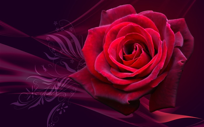 Flor rosa vermelha close-up Papéis de Parede, imagem