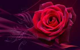 Flor rosa vermelha close-up HD Papéis de Parede