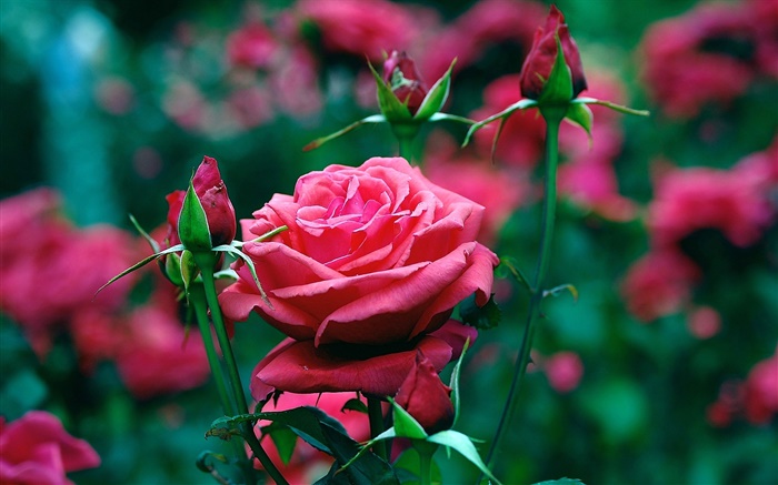 Flores rosas vermelhas no jardim Papéis de Parede, imagem