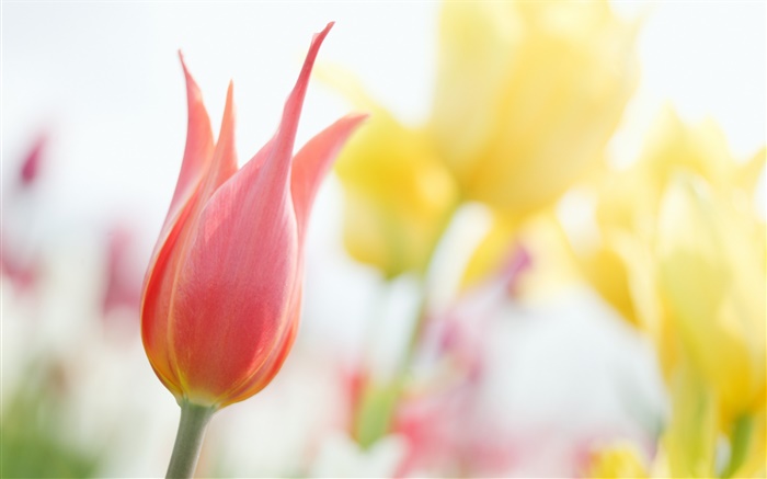 Tulipa vermelha, bokeh Papéis de Parede, imagem