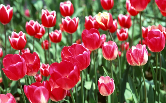 Flores vermelhas da tulipa close-up Papéis de Parede, imagem