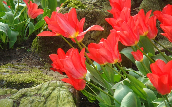 Red flores tulipa vista lateral campo Papéis de Parede, imagem