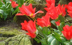Red flores tulipa vista lateral campo HD Papéis de Parede