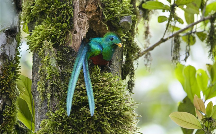 Resplandecente Quetzal, fora do ninho, pássaro azul pena, Costa Rica Papéis de Parede, imagem