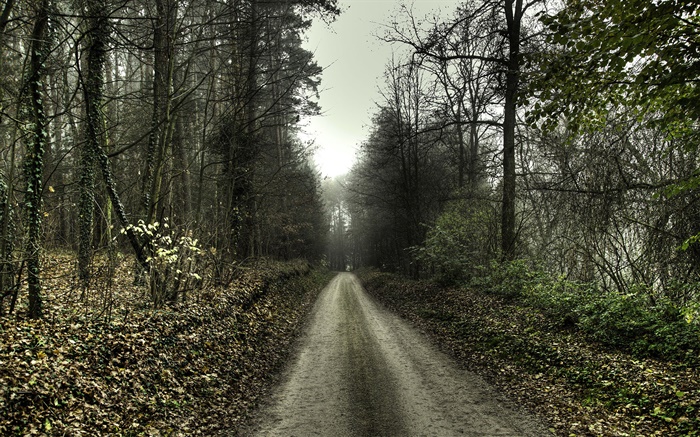 Estrada, árvores, nevoeiro, amanhecer Papéis de Parede, imagem