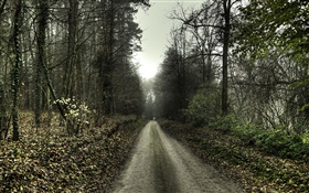 Estrada, árvores, nevoeiro, amanhecer