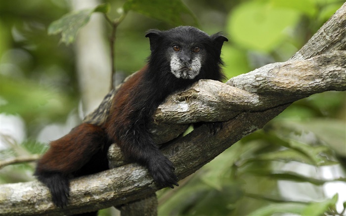 Saddleback mico, Peru Papéis de Parede, imagem