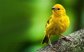 Saffron passarinho, amarelo pena de pássaro