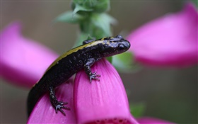 salamandra close-up