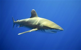 tubarões HD Papéis de Parede