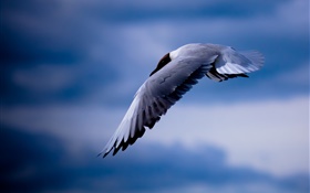 Vôo da gaivota, céu azul