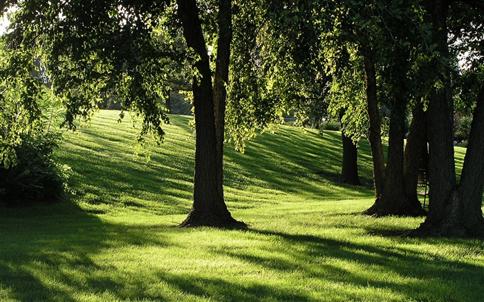 Sombras, grama, árvores, raios de sol Papéis de Parede, imagem