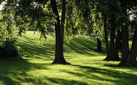 Sombras, grama, árvores, raios de sol HD Papéis de Parede